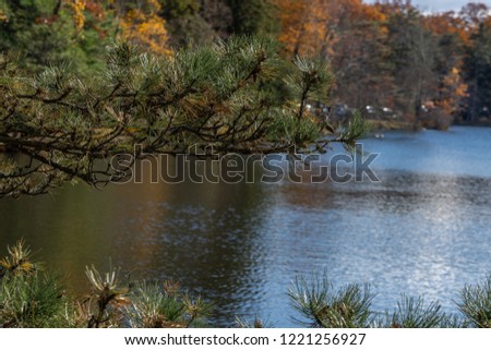 Background. Fall landscape. Daylight; river, pine tree branch on a foreground.  