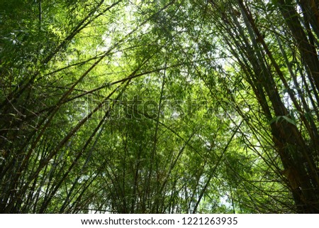 bamboo tree in forest