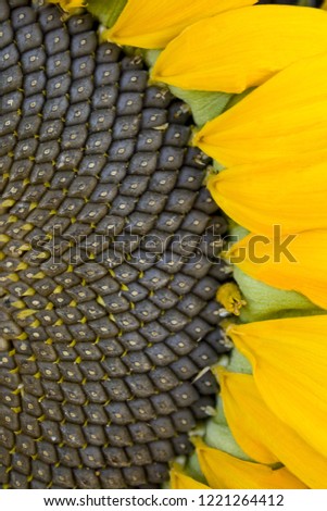 sunflower with seeds close-up