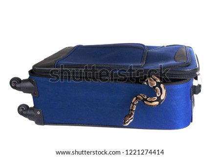 The ball python (Python regius), royal python. Snake escapes from a suitcase. Isolated on white background