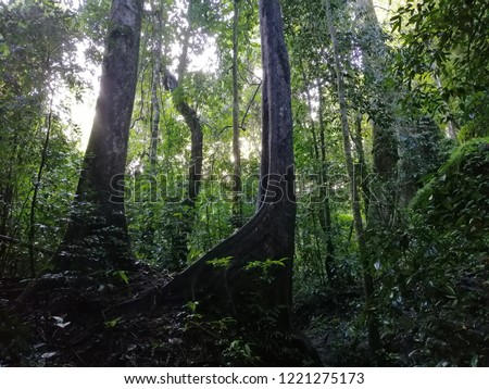 Nice landscape of tropical rainforest of southern of Thailand 