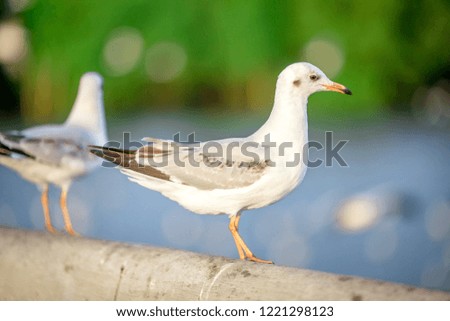 Seagull is a type of seabird, a medium to large bird. Gray or white hair Some species have black spots on the head or wings, mouths are thick and the feet are large. The birds are behaving in a large