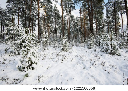 Snow-covered pine tree forest on a cloudy winter day, Latvia