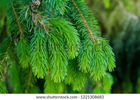 spruce, tree, green