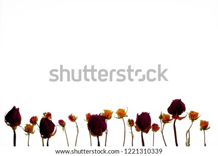 Beautiful flowers isolated against white background. Flowers placed at bottom of frame to allow for content placement on top.   