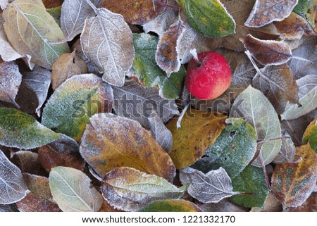 Top view of small red apple fallen on frost covered colorful leaves on ground in garden. 