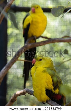 native birds perched on tree