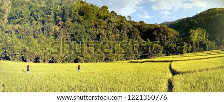 A panorama picture of rice field in Phrae Thailand.