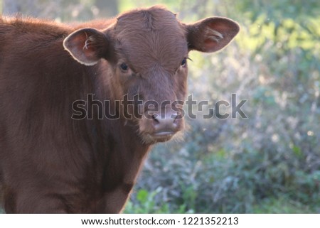 a small hairy bull