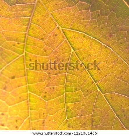 Background, macro photo of orange autumn vine leaf with veins.