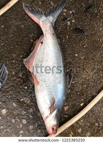 Iridescent shark size 8 kg