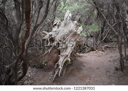 Beautiful laurel forest with a big tree in front in the north of Tenerife in the Anaga Mountains