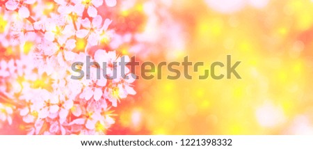 Blossoming branch cherry. Bright colorful spring flowers. Beautiful nature scene
