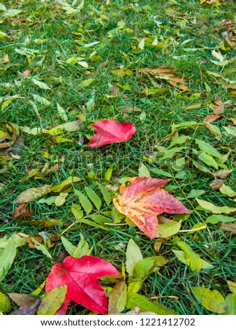 Green lawn with bright autumn foliage. Image for website, for desktop background, photo wallpaper, postcards with space for text.