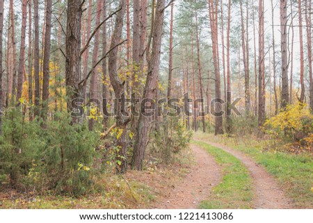 Autumn in a pine forest.Nature in the vicinity of Pruzhany, Brest region, Belarus.