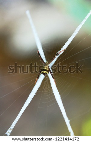Spider on a spider web in wild nature