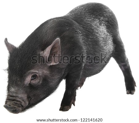 a little black pig isolated on a white background
