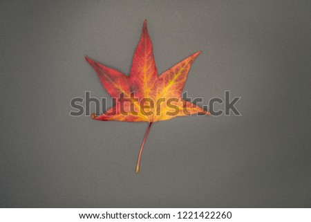 Beautiful autumn wallpaper background of dry leaves isolated on black.