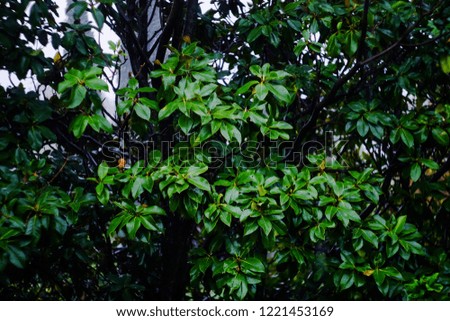 magnolia leaves in rainy weather