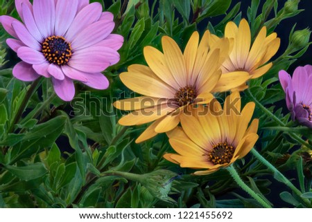 Fine art still life colorful macro image of wide open blooming yellow pink african cape daisy/marguerite blossoms in surrealistic vintage painting style
