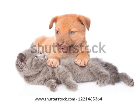 mixed bree puppy growls at the kitten. isolated on white background