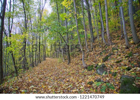 Autumn forest in Lower Silesia in the Owl Mountains