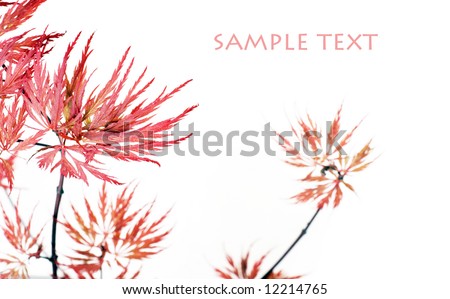 lovely abstract image of branches with young red leaves against white background