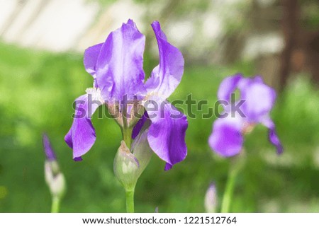 flowers irises closeup