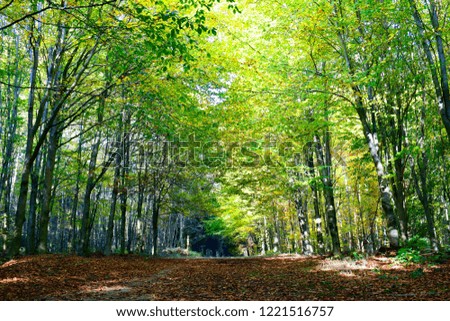 Beautiful landscape of autumn trees in the forest natural pattern background in sunshine day good weather at autumn season at belgium country. Nature and traveling concept.