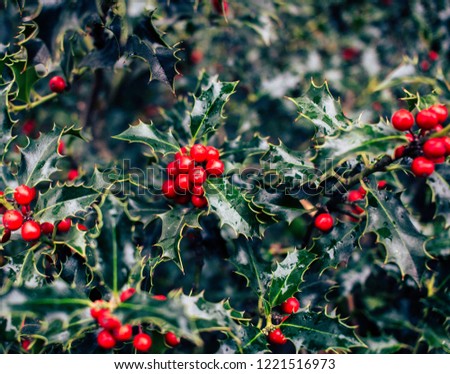 Mistletoe bush, leaves and red berries. Christmas plant