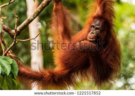 Juvenile Orangutan at Semenggoh in Sarawak, Malaysian Borneo Royalty-Free Stock Photo #1221517852