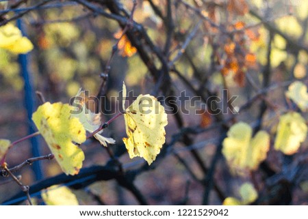 Scenic autumn leafs of vines on a vineyard. Concept of seasonal change within the wine making industry. Selective focus