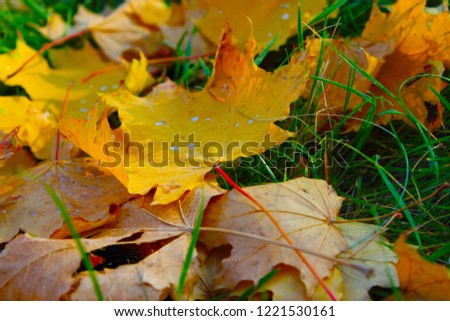 Golden maple leaf in the park on the ground / macro shot
