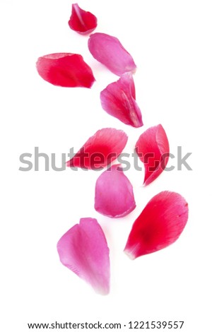 peony petals set isolated on white background