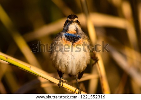 Cute bird. Colorful natural background. Bird: Common bird Bluethroat. Luscinia svecica.