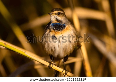 Cute bird. Colorful natural background. Bird: Common bird Bluethroat. Luscinia svecica.