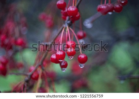 Wet Berries on a Tree in the Rain