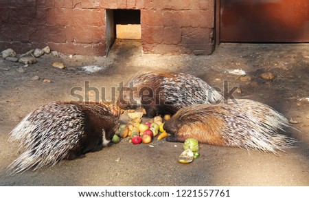 group of Indian crested porcupines (Hystrix indica) eating vegetables and fruit in the enclosure in ZOO