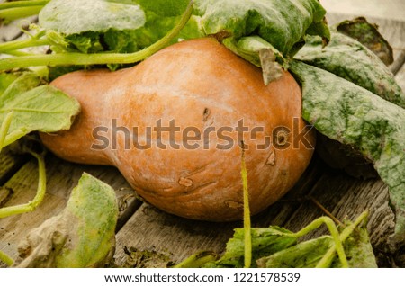 Pumpkin with leaves on a wooden table in the garden.