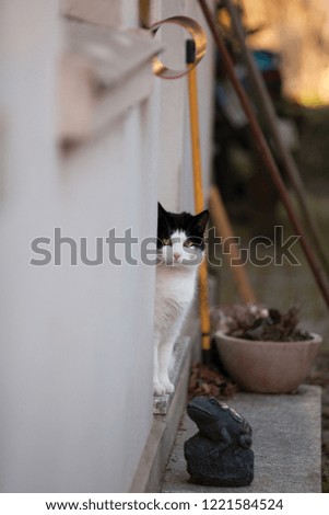 cute black and white domestic cat sits on the stair of an entrance door of a white house and looks round the corner