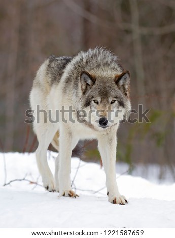 A lone Timber wolf or Grey Wolf Canis lupus with direct eye contact standing in the winter snow in Canada