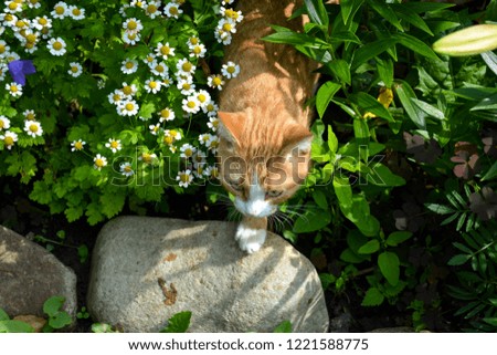 Kitten hunting mice in the garden. Cat hiding in a flower bed among the flowers. On the flower bed grow white daisies, blue bells, beautiful lilies, perennials.