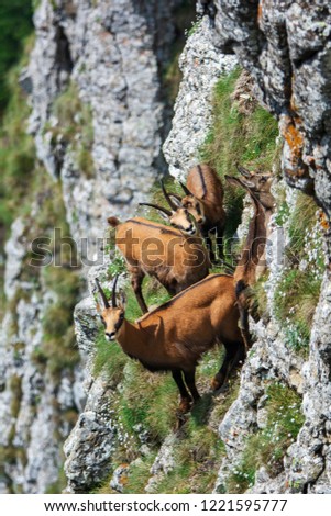 Chamois (rupicapra rupicapra) standing majestically on rocks in high mountains. Summer wildlife picture of wild mountain animal.