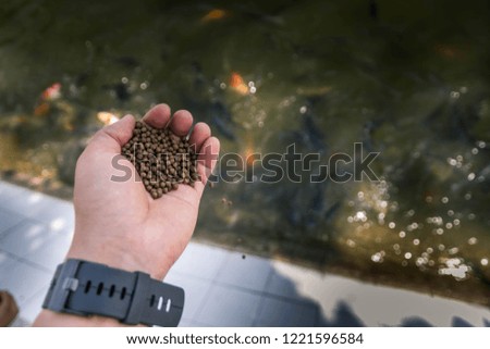 Fish farmers to sow fish food in the pond.