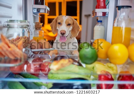 Dog stealing food from fridge. Picture taken from the iside of fridge.