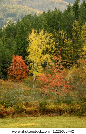 colorful forest during autumn season on the Tuscany mountains in Italy.