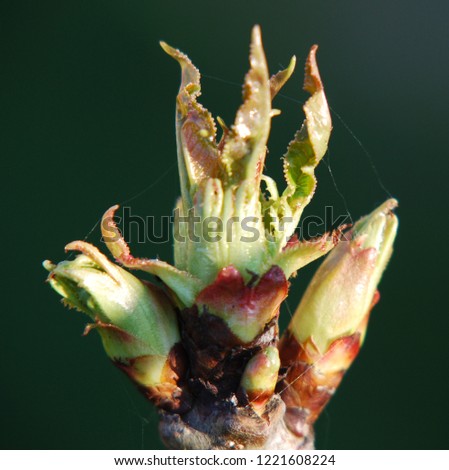 A close up picture of a cherry bud