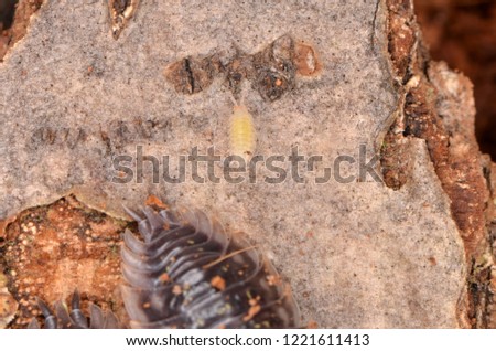  the common woodlouse, Oniscus asellus