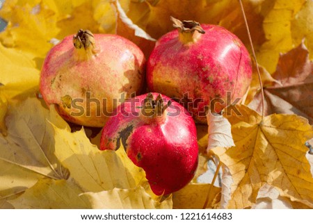 Autumn leaves and pomegranate. Ripe organic pomegranate in still life with yellow leaf.
Seasonal background texture. Autumn foliage wallpaper. Fruits pattern. 