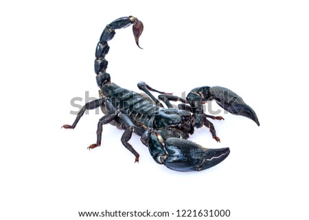 The black scorpion isolated on white background.